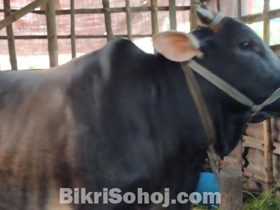 Get 100% pure deshi cows